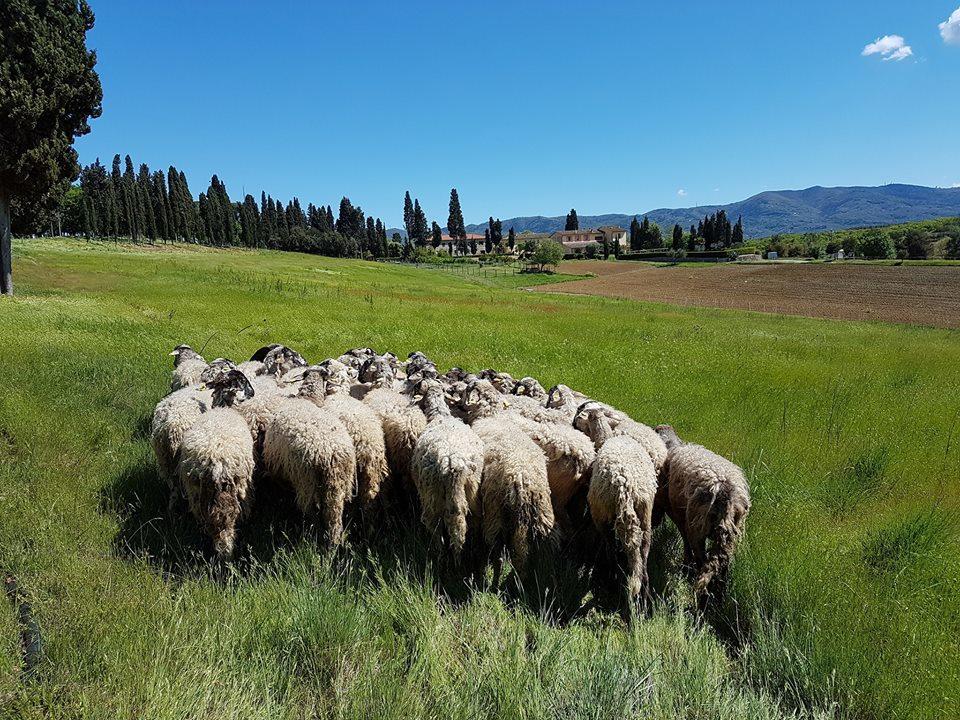 Agriturismo Fattoria Rozzalupi Cerreto Guidi Ngoại thất bức ảnh